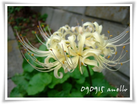 白い曼珠沙華
