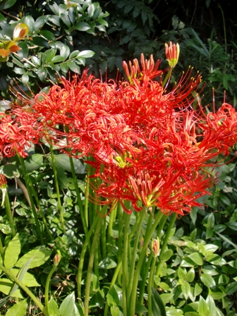 c0122445_17531017.jpg