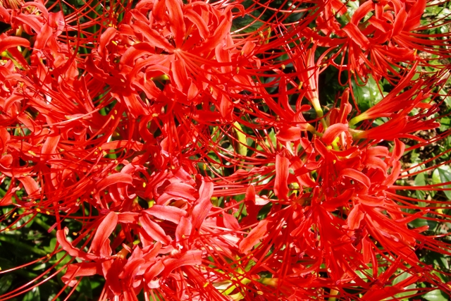 c0122445_175344.jpg