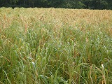 b0157246_21313985.jpg
