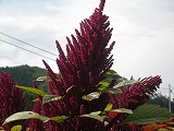 b0157246_2134596.jpg
