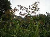 b0157246_21404421.jpg