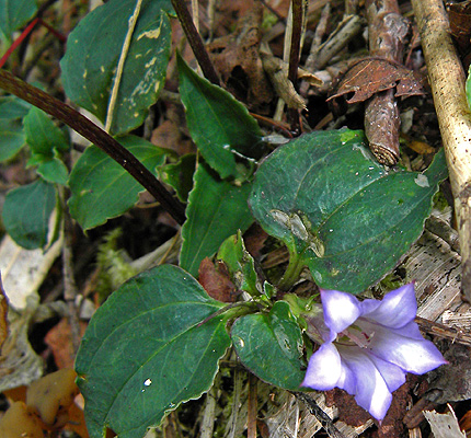 a0001354_21152549.jpg