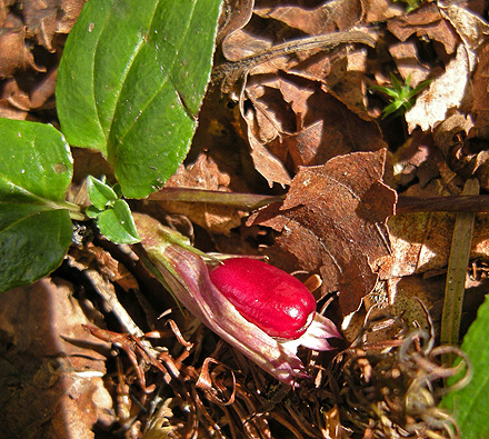 a0001354_21154926.jpg