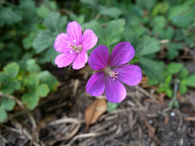 b0104861_2111721.jpg
