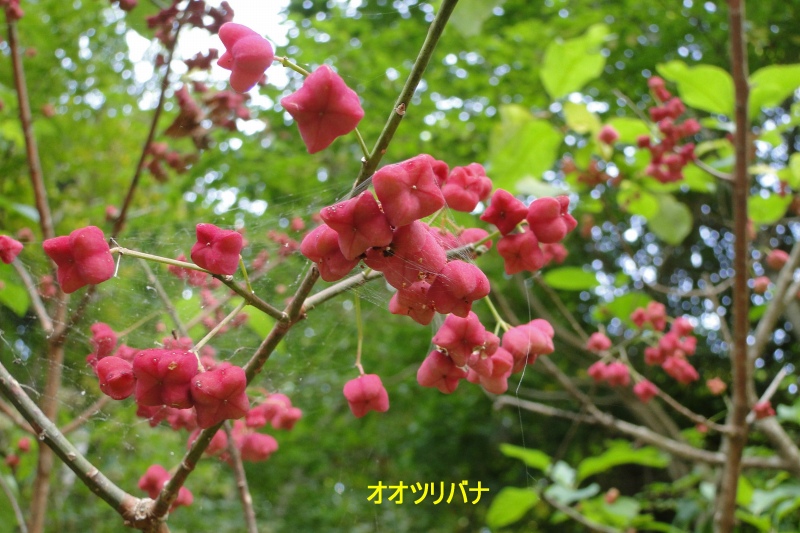 c0183777_6394264.jpg