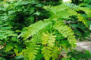 d0144077_1555641.jpg