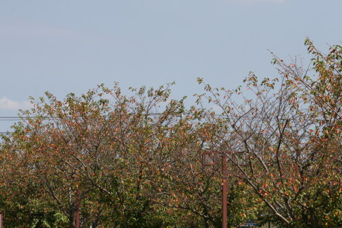 e0114977_9474540.jpg