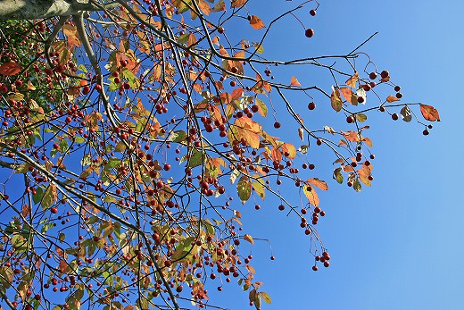e0190885_20125943.jpg
