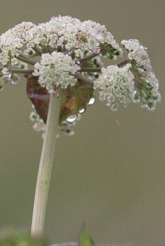 d0133693_20562355.jpg
