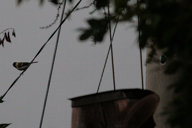 d0133693_2057183.jpg