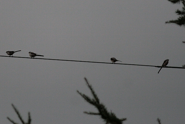 d0133693_20572783.jpg