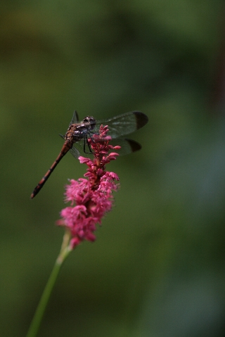 d0133693_2057963.jpg