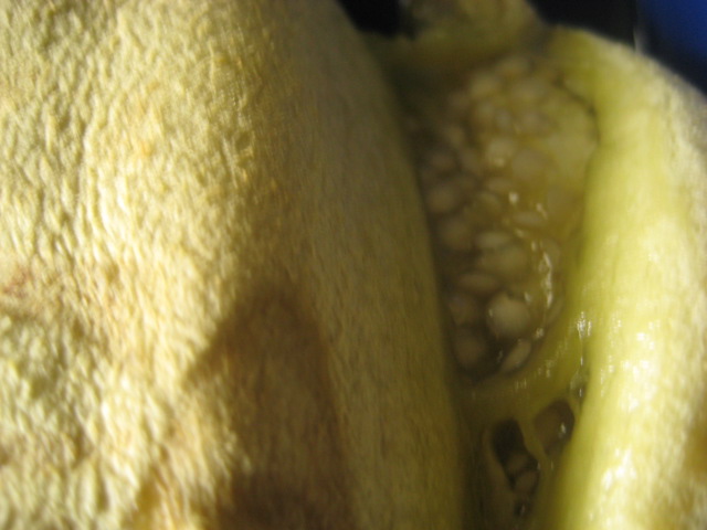 d0147727_1985946.jpg