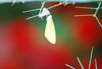 c0085543_022826.jpg