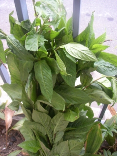 a0068350_50621.jpg