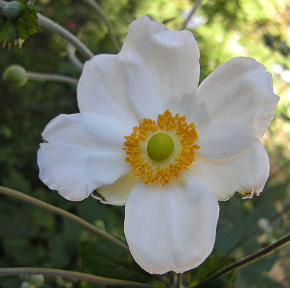 a0001354_21225571.jpg