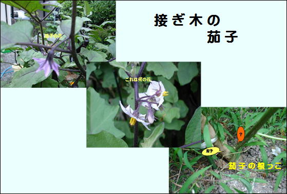 f0003174_13205392.jpg