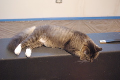 f0004775_4564457.jpg