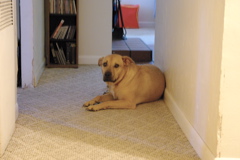 f0004775_4575363.jpg