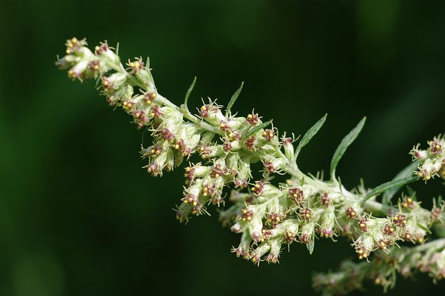 e0070891_20301135.jpg