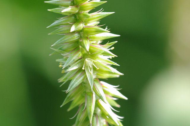 e0070891_20412572.jpg