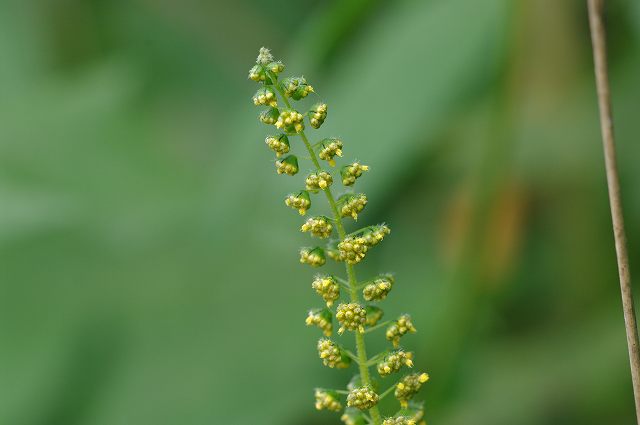 e0070891_20414596.jpg