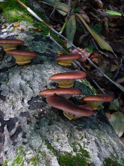 b0050305_301113.jpg