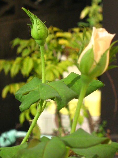 d0150309_19503919.jpg