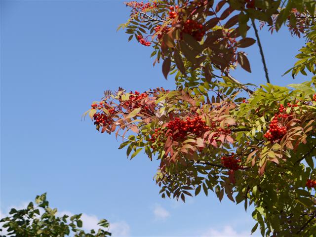 b0171523_15382328.jpg