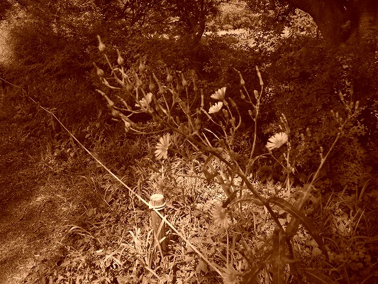 c0003830_6114683.jpg