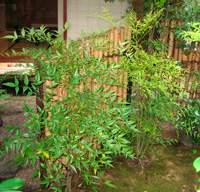 d0033734_1341152.jpg