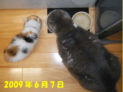 f0008935_6464347.gif