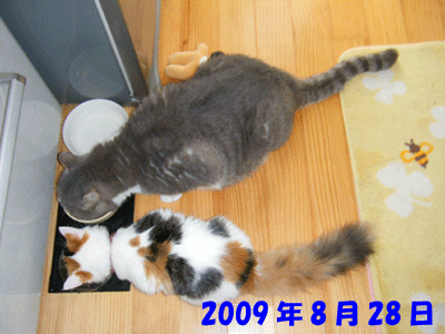 f0008935_6472539.gif
