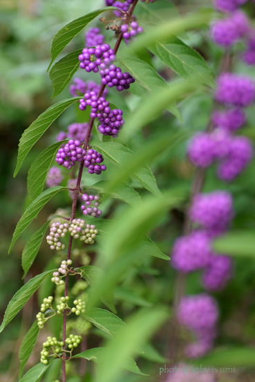 e0083238_031516.jpg