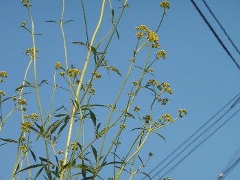 a0054240_1891384.jpg