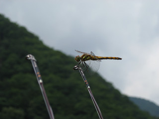 f0065341_1375632.jpg