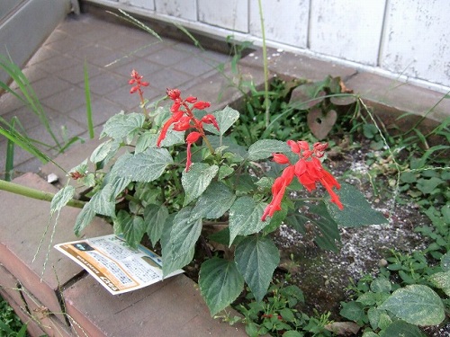 e0004173_1650028.jpg