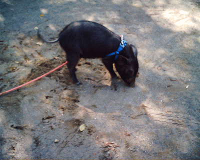 d0100192_22513025.gif