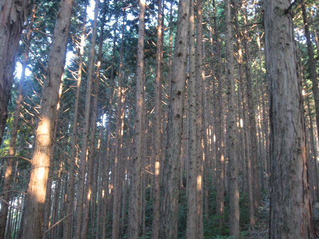 e0185092_103638.jpg