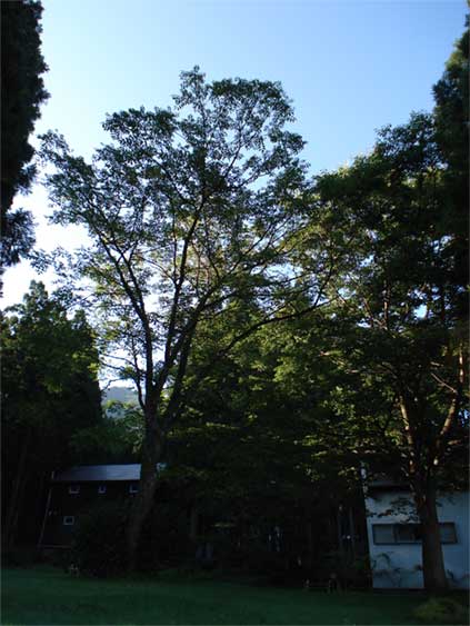 a0061599_7405854.jpg