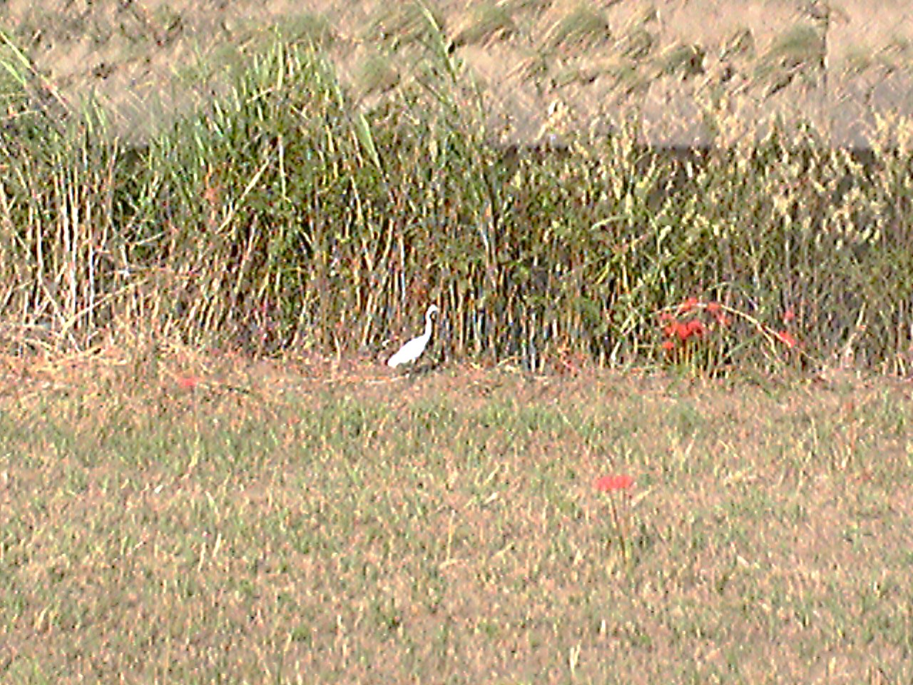 e0015108_712463.jpg