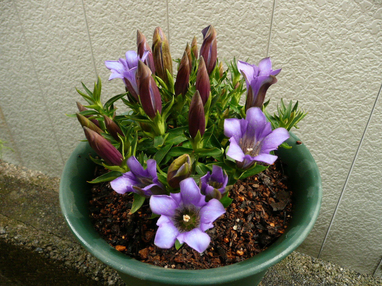 e0033229_20252846.jpg