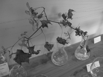 f0045630_11243351.jpg