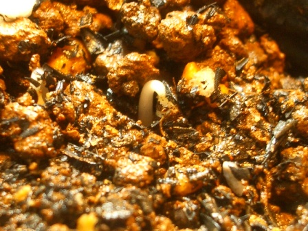 c0025140_21561272.jpg