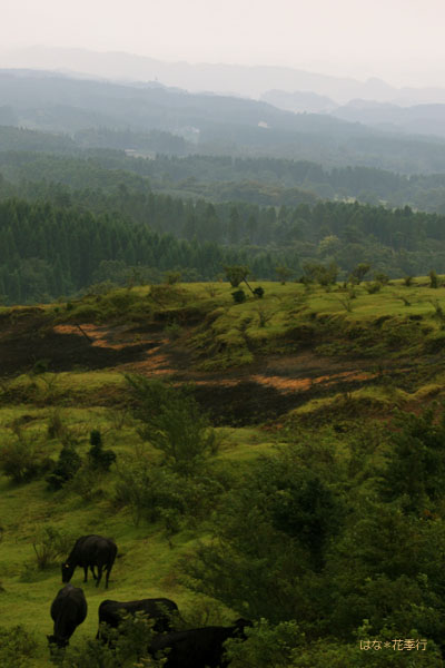d0036450_8222474.jpg