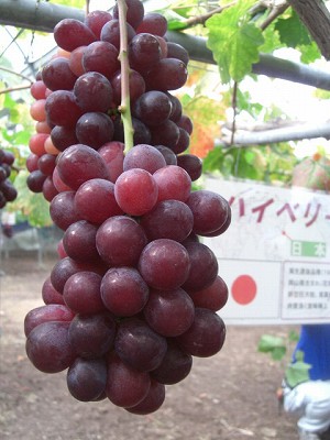 f0009451_21301734.jpg