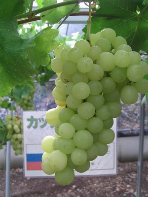 f0009451_21304393.jpg