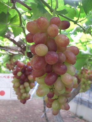 f0009451_21363348.jpg