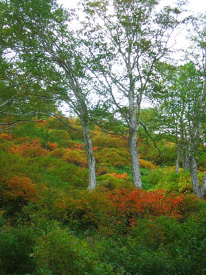 c0097856_0135917.jpg